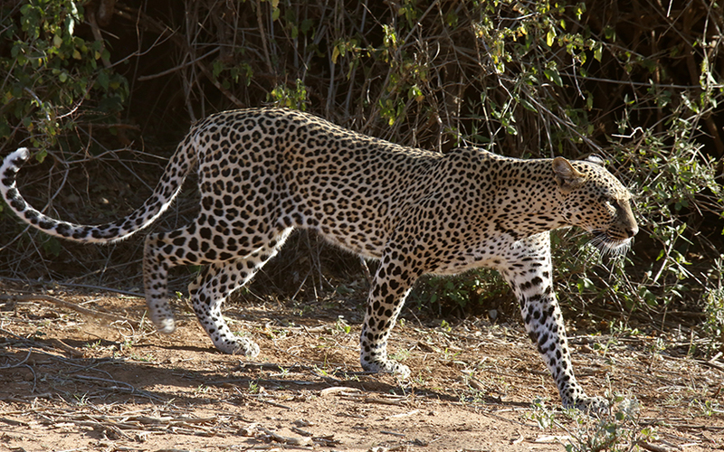 SAFARI KENIA, HOY TOCA RESERVA NACIONAL DE SAMBURU