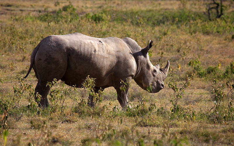 SAFARI EN EL LAGO NAKURU