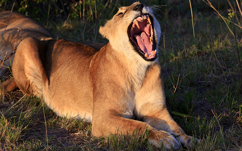 ATARDECER EN MASAI MARA