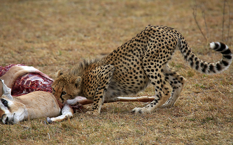 SEGUNDO DIA EN MASAI MARA