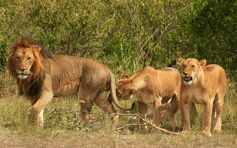 ÚLTIMO DÍA EN MASAI MARA