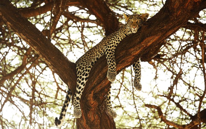 SAFARI FOTOGRÁFICO EN KENIA: EL VIAJE