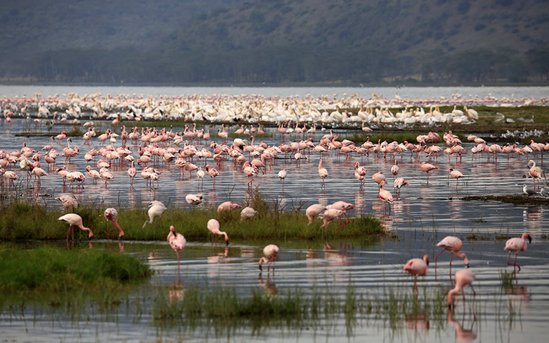 POR EL P.N. DEL LAGO NAKURU