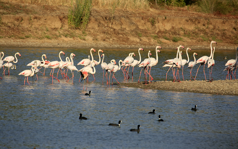 TALLER EN DOÑANA Y RIO TINTO