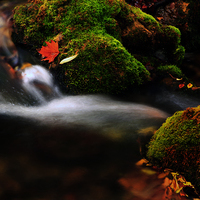 TALLER FOTOGRAFIA DE OTOÑO