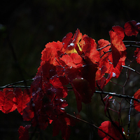 TALLER FOTOGRAFIA DE OTOÑO