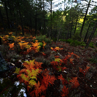 TALLER FOTOGRAFIA DE OTOÑO