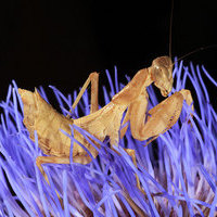 CURSO INICIACION A LA FOTOGRAFIA DE NATURALEZA