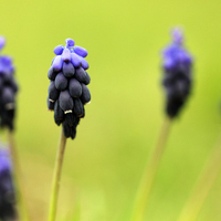 CURSO INICIACION A LA FOTOGRAFIA DE NATURALEZA