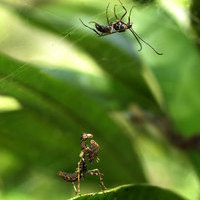 CURSO INICIACION A LA FOTOGRAFIA DE NATURALEZA