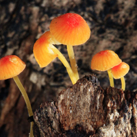 CURSO INICIACION A LA FOTOGRAFIA DE NATURALEZA