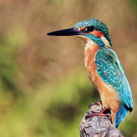 CURSO INICIACION A LA FOTOGRAFIA DE NATURALEZA