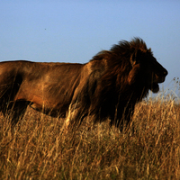 SAFARI KILIMANJARO, NAIVASHA Y MASAI MARA