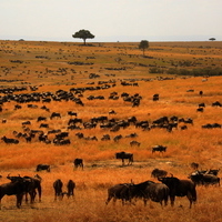 SAFARI KILIMANJARO, NAIVASHA Y MASAI MARA