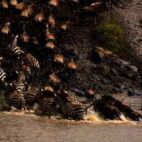 SAFARI KILIMANJARO, NAIVASHA Y MASAI MARA