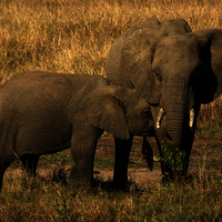 SAFARI KILIMANJARO, NAIVASHA Y MASAI MARA