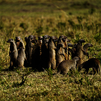 SAFARI KILIMANJARO, NAIVASHA Y MASAI MARA