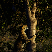 SAFARI KILIMANJARO, NAIVASHA Y MASAI MARA