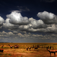 SAFARI KILIMANJARO, NAIVASHA Y MASAI MARA