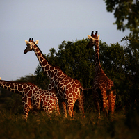 SAFARI KILIMANJARO, NAIVASHA Y MASAI MARA