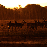 SAFARI KILIMANJARO, NAIVASHA Y MASAI MARA