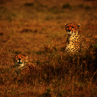 SAFARI KILIMANJARO, NAIVASHA Y MASAI MARA