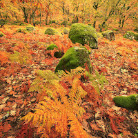 TALLER FOTOGRAFÍA DE OTOÑO EN LA VERA