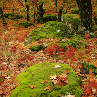 TALLER FOTOGRAFÍA DE OTOÑO EN LA VERA