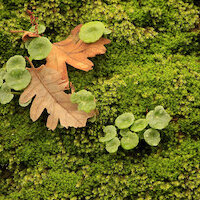 TALLER FOTOGRAFÍA DE OTOÑO EN LA VERA