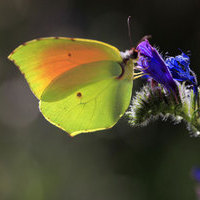 CURSO INICIACION A LA FOTOGRAFIA DE NATURALEZA