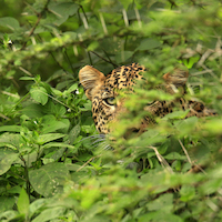 SAFARI FOTOGRAFICO EN KENIA, NIEVES DEL KILIMANJARO