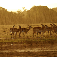 SAFARI FOTOGRAFICO EN KENIA, NIEVES DEL KILIMANJARO