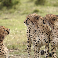 SAFARI FOTOGRAFICO EN KENIA, NIEVES DEL KILIMANJARO