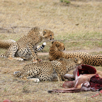 SAFARI FOTOGRAFICO EN KENIA, NIEVES DEL KILIMANJARO