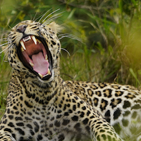 SAFARI FOTOGRAFICO EN KENIA, NIEVES DEL KILIMANJARO