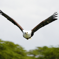 SAFARI FOTOGRAFICO EN KENIA, NIEVES DEL KILIMANJARO