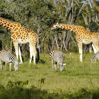 SAFARI FOTOGRAFICO EN KENIA, NIEVES DEL KILIMANJARO