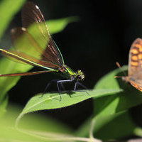 CURSO INICIACION A LA FOTOGRAFIA DE NATURALEZA