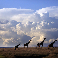 SAFARI FOTOGRAFICO EN KENIA, NIEVES DEL KILIMANJARO