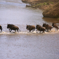 SAFARI FOTOGRAFICO EN KENIA, NIEVES DEL KILIMANJARO