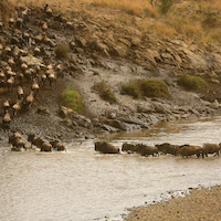 SAFARI FOTOGRAFICO EN KENIA, NIEVES DEL KILIMANJARO