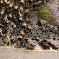 SAFARI FOTOGRAFICO EN KENIA, NIEVES DEL KILIMANJARO