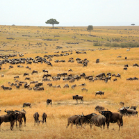 SAFARI FOTOGRAFICO EN KENIA, NIEVES DEL KILIMANJARO