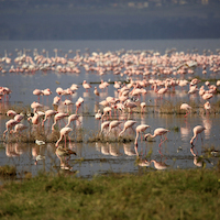 SAFARI FOTOGRAFICO EN KENIA, NIEVES DEL KILIMANJARO