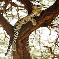 SAFARI FOTOGRAFICO EN KENIA, NIEVES DEL KILIMANJARO
