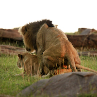 SAFARI FOTOGRAFICO EN KENIA, NIEVES DEL KILIMANJARO