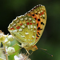 CURSO INICIACION A LA FOTOGRAFIA DE NATURALEZA