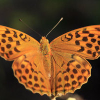 CURSO INICIACION A LA FOTOGRAFIA DE NATURALEZA