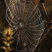 CURSO INICIACION A LA FOTOGRAFIA DE NATURALEZA