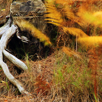 TALLER FOTOGRAFIA DE OTOÑO 2021